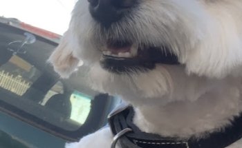 Clínica Privada del Perro