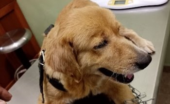 Vetterra Clinica Veterinaria