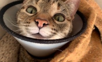 Hospital Veterinario Canis