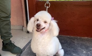 B.D. Pet's Health Center