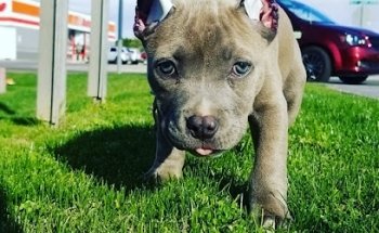 El Pesebre De San Luis Tienda De Mascotas