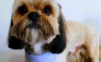 Centro Veterinario Zaragoza