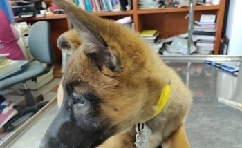 Servicios Veterinarios Dr. Sandoval