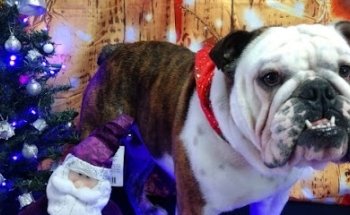 Ame Vet Clínica Veterinaria