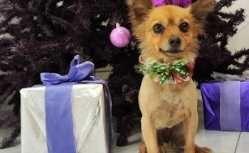 Mi Mascota Favorita Veterinaria