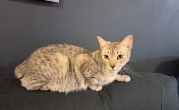 WaterDogs Centro de Salud Animal Especializado