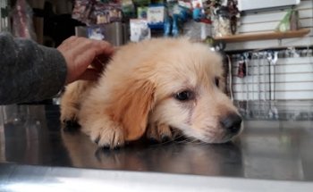 Veterinaria Dr Uribe