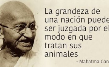 Veterinaria Mi Cachorro