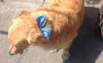 Los cachorros de Van Gogh