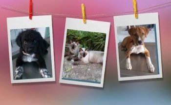 Veterinaria Pee'k House