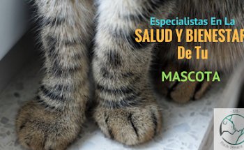 Atención Veterinaria Amber