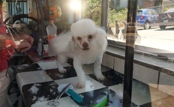 ESTETICA CANINA Bulldogs & Friends Spa