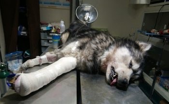 Hospital Veterinaria El rayo