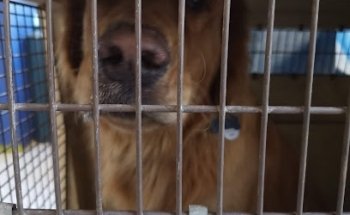 Veterinaria Weiler´s