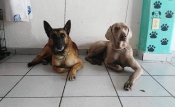 Estética Canina Can Groomer