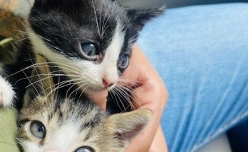 Clinica y estética veterinaria 