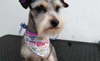 Consultorio Médico Veterinario 