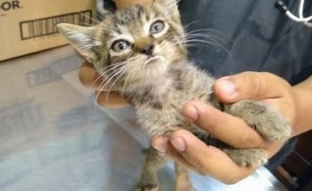 Wolfs Veterinary Clinic