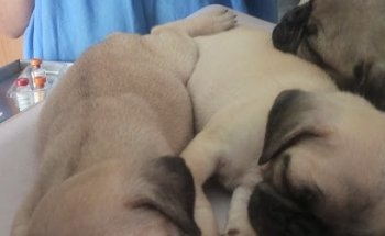 Clinicanes Veterinaria