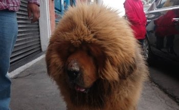 Medico veterinario zootecnista julian montoya