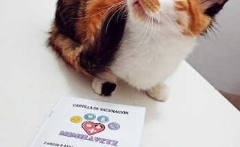 MIMILAVETZ Consultorio veterinario