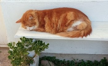 Clínica Veterinaria La Santé