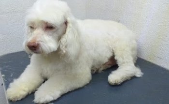 Concepto Integral Canino