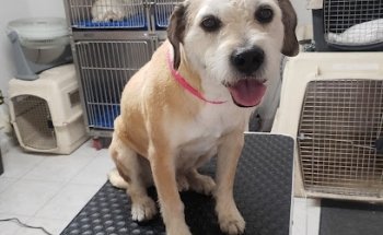 Centro Veterinario Potosino Unidad Fisioterapia y Dermatología