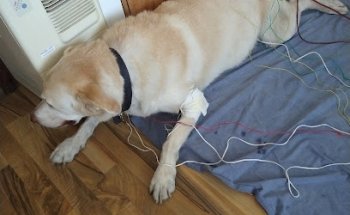Clinic Veterinary Acupuncture and Homeopathy