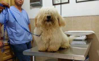 VETERINARY CLINIC AND COSMETIC REGIO TEV