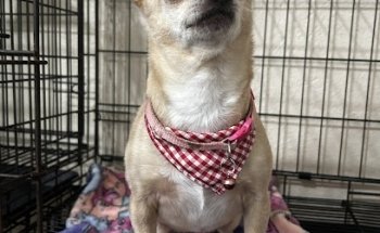 Salvatierra Clínica Veterinaria