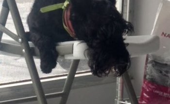 Veterinarios Guzmán Garza