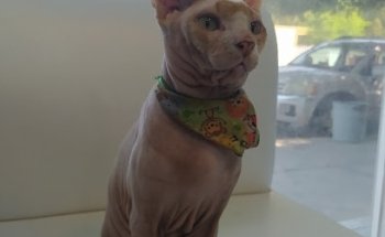 Happy Cat Veterinaria