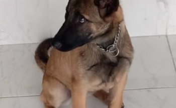 Veterinaria Baak Peek