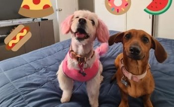 Borzoi Veterinary and Estheticians Canina