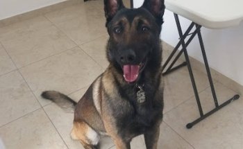 Master Pet Clinica Veterinaria