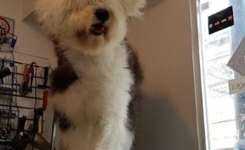 Veterinario Dr. Ricardo Macias