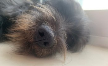 CENTRAL VETERINARIA MARVIN