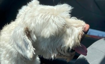 Veterinaria Pembroke