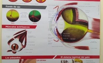 Angeles Clínica Veterinaria