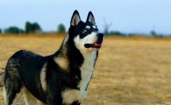 Veterinaria MVZ René Estrada