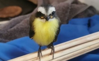 Consultorio Veterinario Zoo & Pets