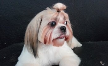 Dog Style Clinica Veterinaria y Estetica Canina Profesional