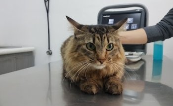 Veterinaria Zoomédica