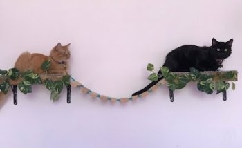 Veterinaria Guerrero y Hotel para Gatos