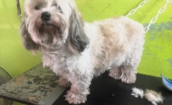 ESTETICA CANINA ALICIA