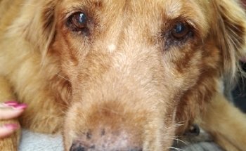 Clínica veterinaria mascotas +