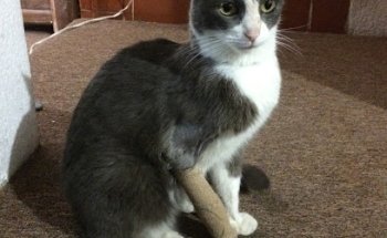 Veterinaria Cem Anáhuac