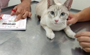 Veterinaria Vallarta