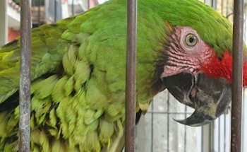 Clivetma Clinica Vetenirania Mundo Animal